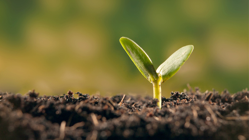 Sprouting seed
