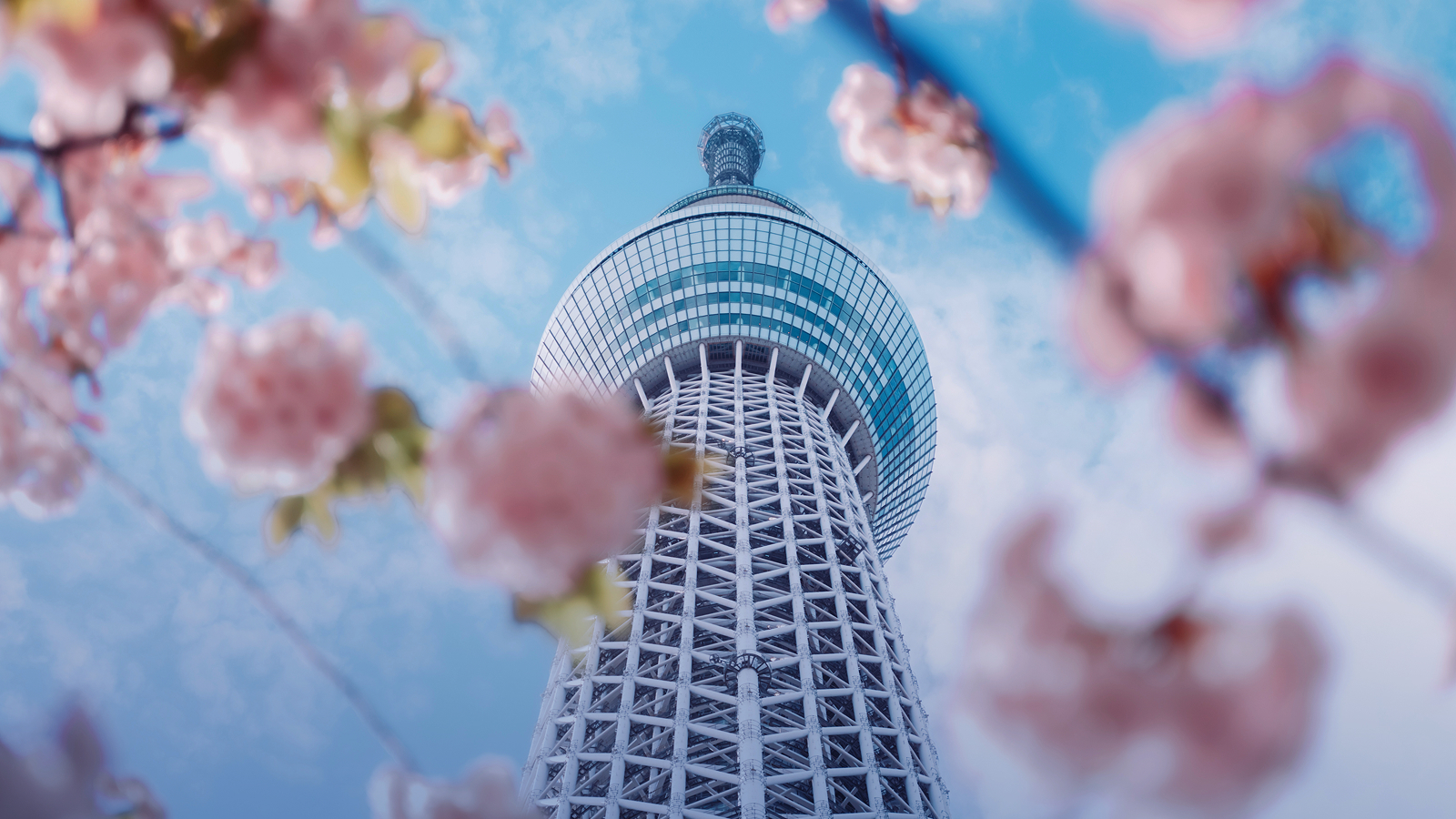 Cherry blossoms in Tokyo